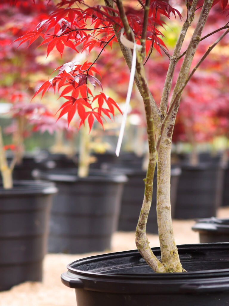 Plants For Sale in Norfolk